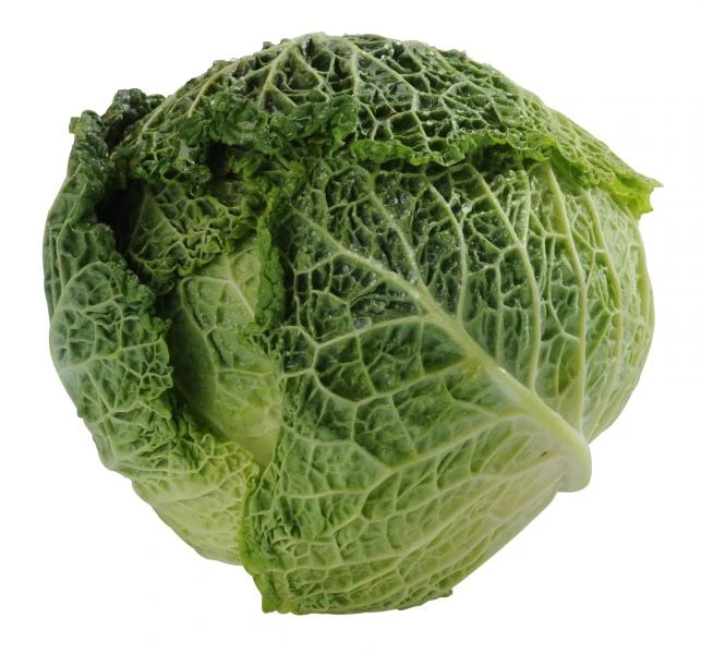 Wirsingkohl 4 Wirsingkohl – Bild 2