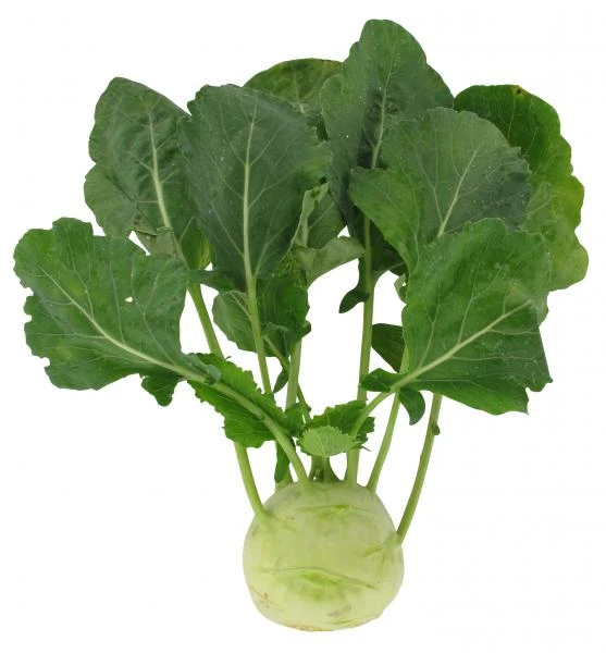 Kohlrabi 3 Kohlrabi