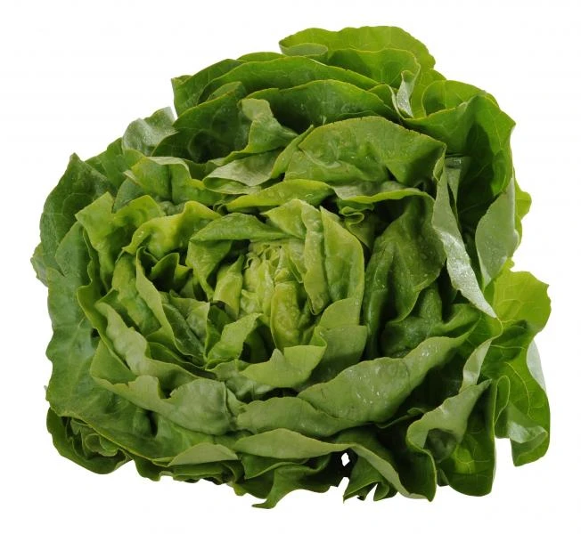 Kopfsalat 3 Kopfsalat