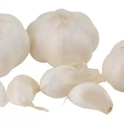 Knoblauch