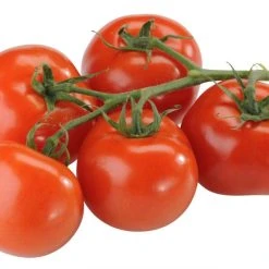 Strauchtomaten