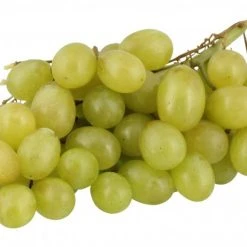 Trauben Hell Kernlos Thompson Seedless